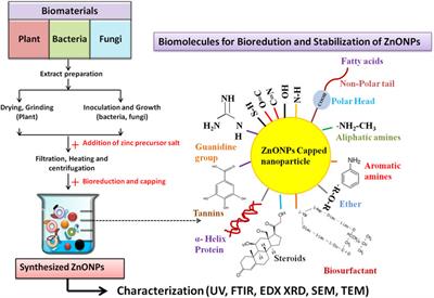 Harnessing biological synthesis: Zinc oxide nanoparticles for plant biotic stress management
